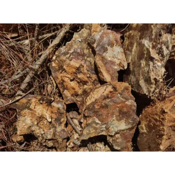 산화된 금광석의 처리 테스트