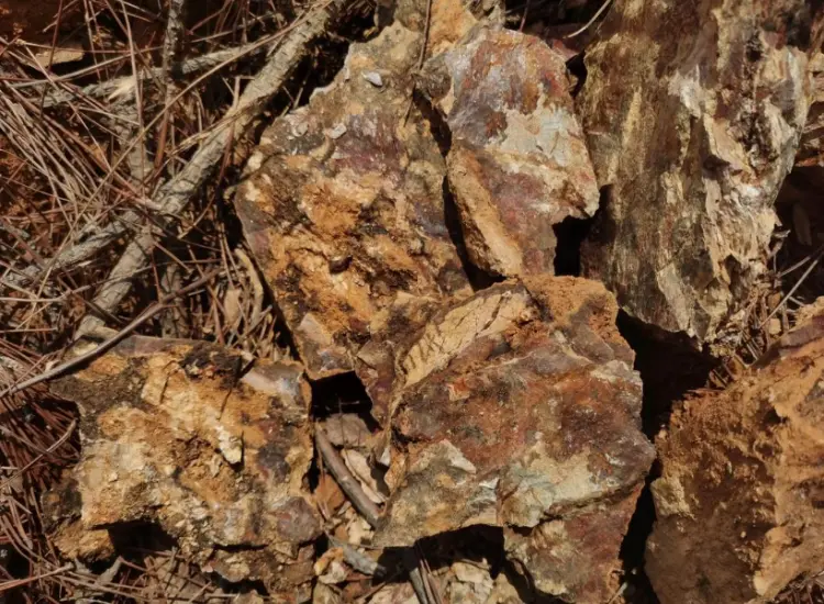 산화된 금광석의 처리 테스트